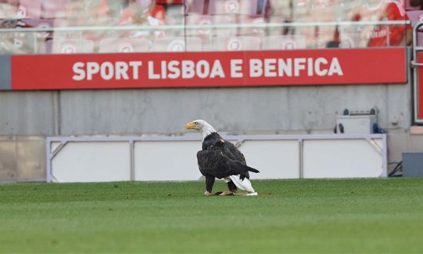 Tabela de Classificação do SL Benfica - SL Benfica