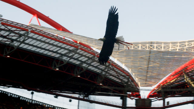 Voo da &#225;guia na Est&#225;dio da Luz 