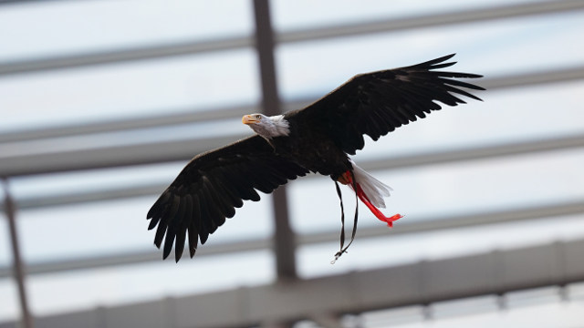 Águia Benfica