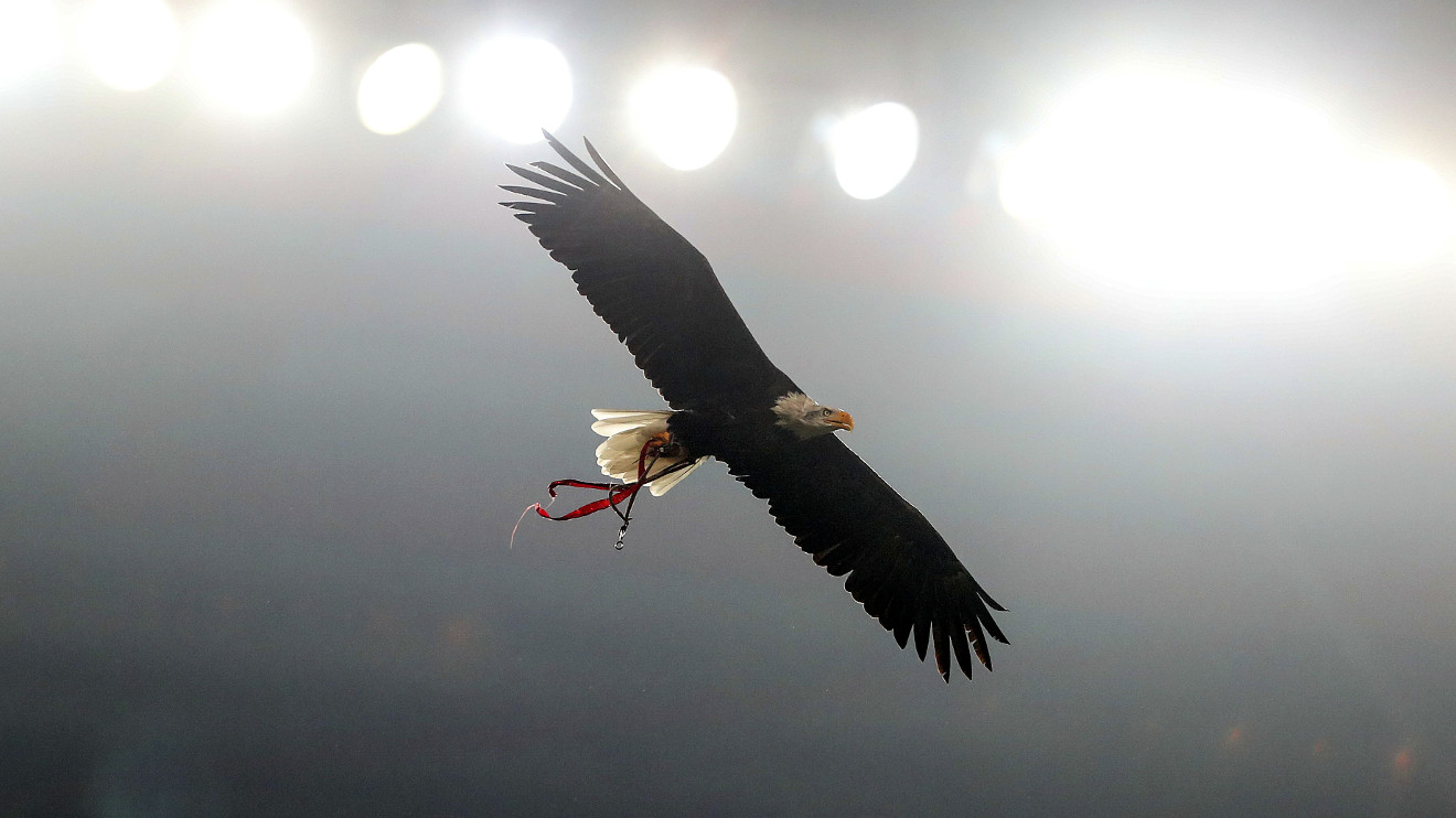 Águia SL Benfica