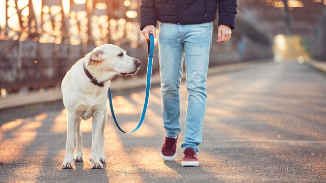 Medidas Estado Emergência COVID-19