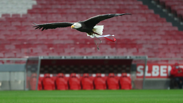Águia Vitória Sport Lisboa e Benfica
