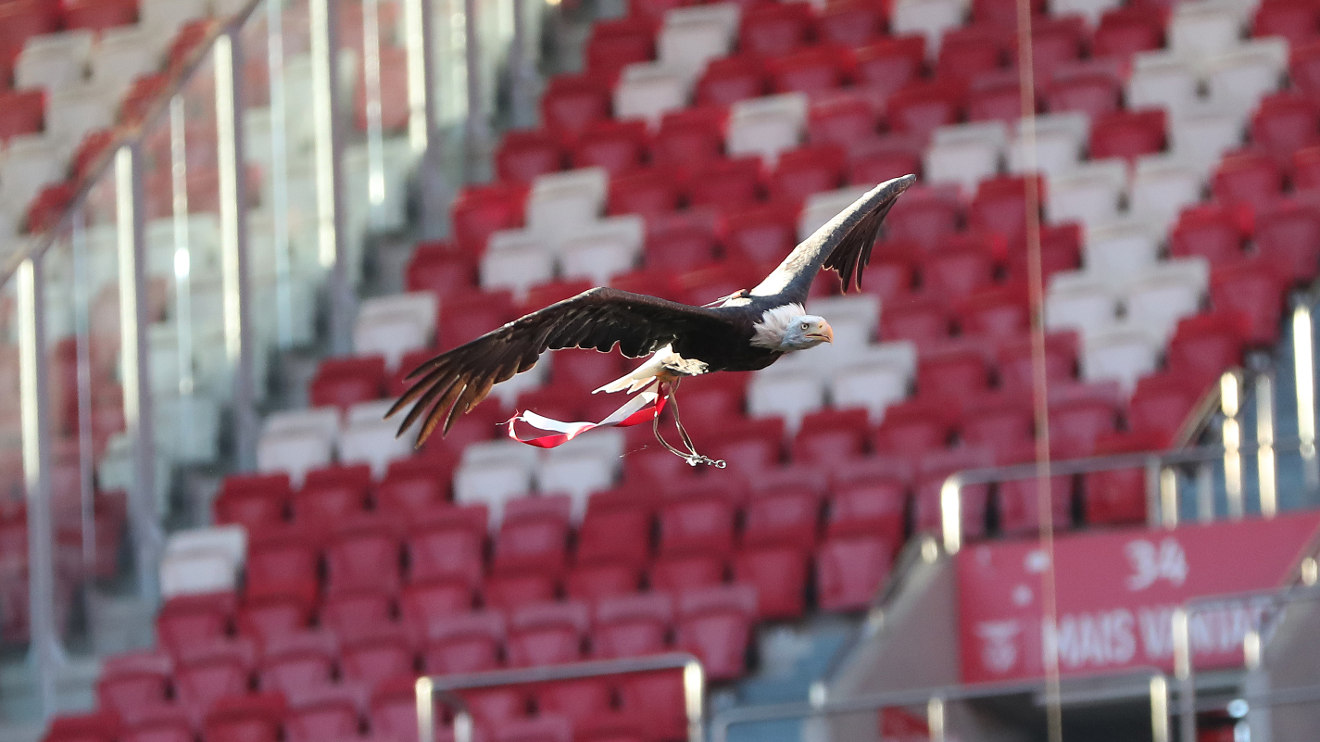 Águia Vitória Sport Lisboa e Benfica