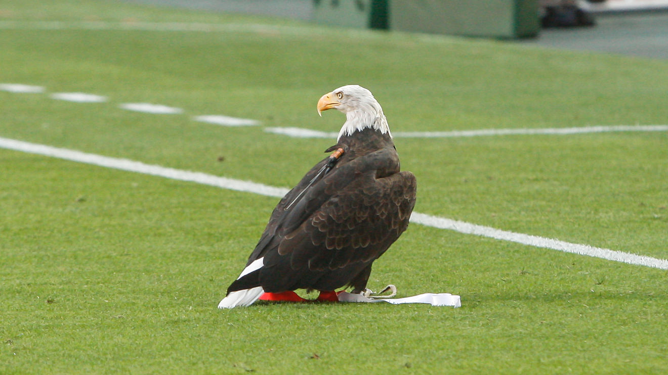 Águia Vitória Sport Lisboa e Benfica