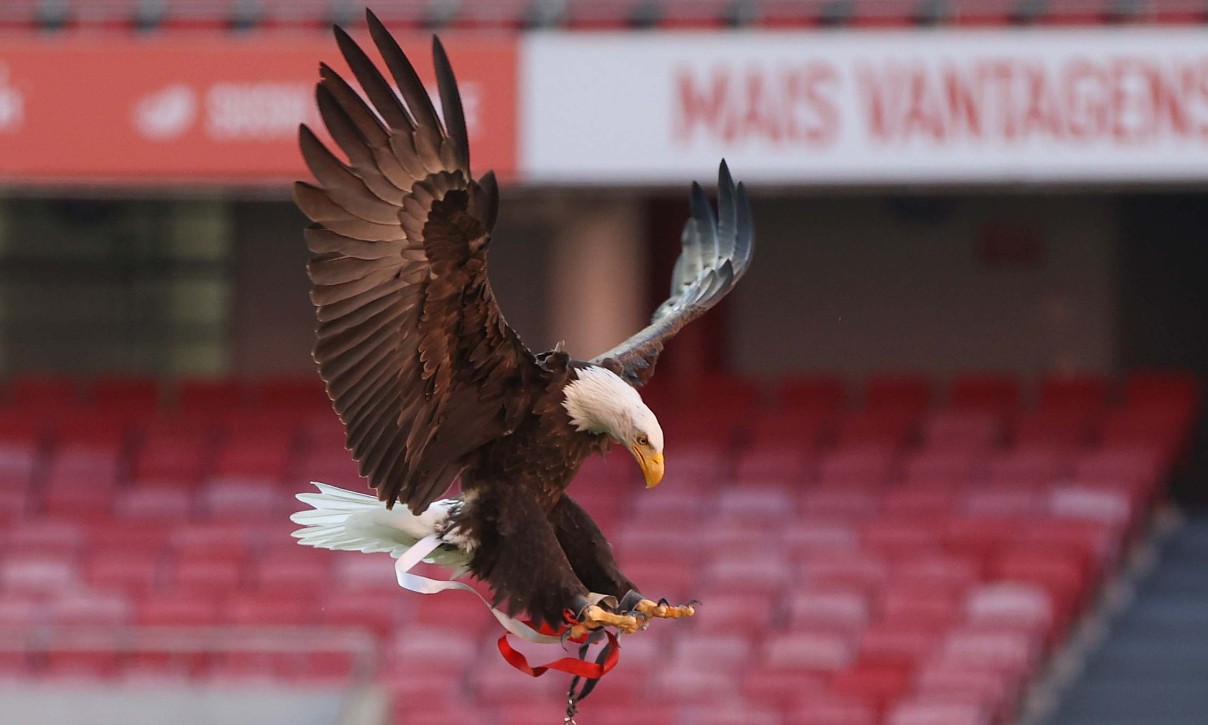 Benfica Águia Vitória