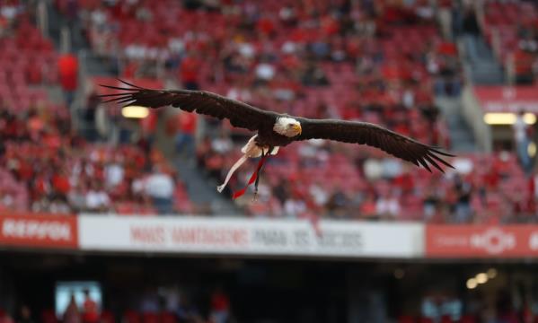 Voo da águia Vitória no Estádio da Luz