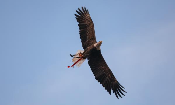 SL Benfica