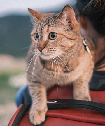 Benfica Pet - Gato ao colo