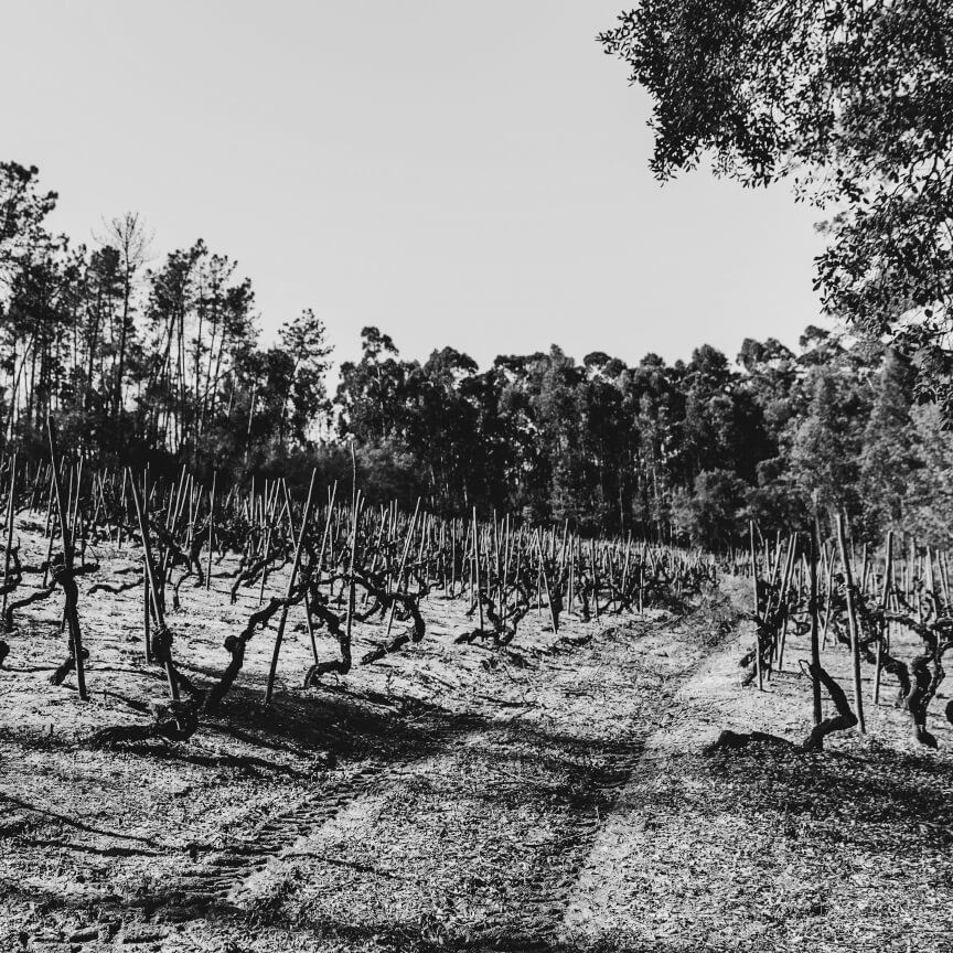 Vino Tinto DOC Reserva 2015 Bairrada